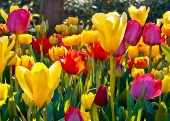इस सर्दी के मौसम में डीडीए पार्कों की शोभा बढ़ाएगी ट्यूलिप