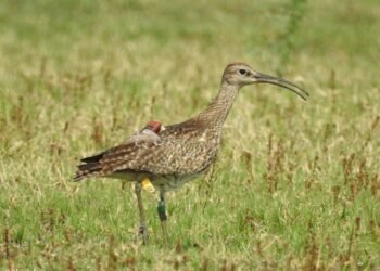 छत्तीसगढ़ में पहली बार जीपीएस टैग वाला प्रवासी पक्षी कैमरे में कैद हुआ है। व्हिम्ब्रेल पक्षी को बेमेतरा जिले के बेरला के पास जलाशय में देखा गया है।
