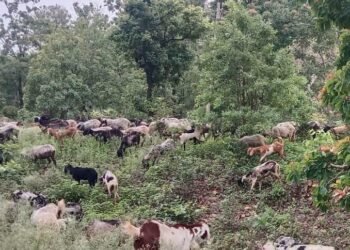 अवैध रूप से वनक्षेत्र में चराई करते भेड़, बकरी एवं ऊंट को वनक्षेत्र से किया बाहर