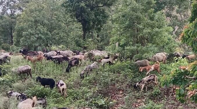 अवैध रूप से वनक्षेत्र में चराई करते भेड़, बकरी एवं ऊंट को वनक्षेत्र से किया बाहर 1 अवैध रूप से वनक्षेत्र में चराई करते भेड़, बकरी एवं ऊंट को वनक्षेत्र से किया बाहर