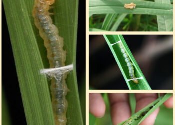 रायपुर : सुकमा जिले में धान के खेतों में पत्ती मोड़क कीट (सोरटी) का दिखा प्रकोप