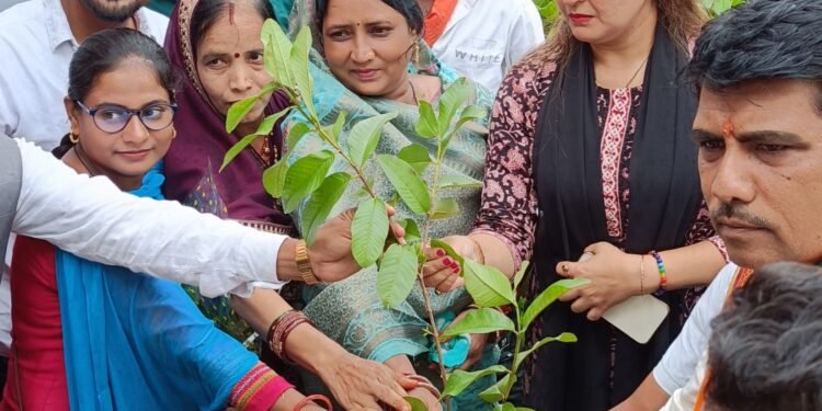 भावना बोहरा, विधायक पंडरिया के द्वारा ‘‘एक पेड़ मॉं के नाम‘‘ वृक्षारोपण महाअभियान के तहत् किया गया वृक्षारोपण