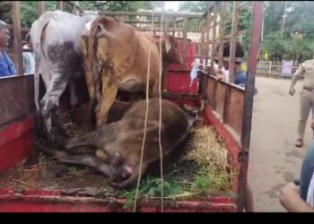 कांग्रेस का यह सत्याग्रह नहीं क्रूरताग्रह आंदोलन  कांग्रेसी इस आंदोलन के बहाने सिद्ध करते की गौठान योजना सबसे भ्रष्ट योजना में से एक -अश्वनी यदु