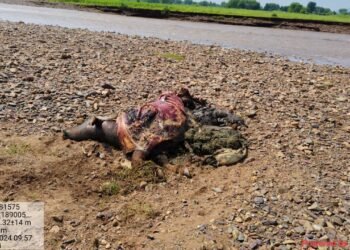 भोरमदेव अभ्यारण्य में नदी के बहाव में आने से पालतु भैंस की हुई मृत्यु