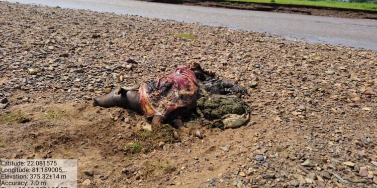 भोरमदेव अभ्यारण्य में नदी के बहाव में आने से पालतु भैंस की हुई मृत्यु 1 भोरमदेव अभ्यारण्य में नदी के बहाव में आने से पालतु भैंस की हुई मृत्यु