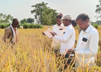 अंतर्राष्ट्रीय चावल अनुसंधान संस्थान वाराणसी के वरिष्ठ कृषि वैज्ञानिकों ने कवीर किसानों के खेत में जा कर देखा  कैफेटेरिया ।