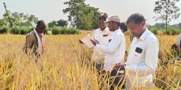 अंतर्राष्ट्रीय चावल अनुसंधान संस्थान वाराणसी के वरिष्ठ कृषि वैज्ञानिकों ने कवीर किसानों के खेत में जा कर देखा कैफेटेरिया । 1 अंतर्राष्ट्रीय चावल अनुसंधान संस्थान वाराणसी के वरिष्ठ कृषि वैज्ञानिकों ने कवीर किसानों के खेत में जा कर देखा कैफेटेरिया ।