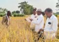 अंतर्राष्ट्रीय चावल अनुसंधान संस्थान वाराणसी के वरिष्ठ कृषि वैज्ञानिकों ने कवीर किसानों के खेत में जा कर देखा  कैफेटेरिया