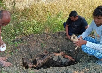 भोरमदेव कला सेवा कबीरधाम  ने मिट्टी देकर गौ माता की अंतिम संस्कार किया