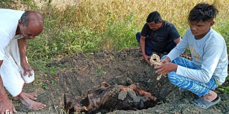 भोरमदेव कला सेवा कबीरधाम  ने मिट्टी देकर गौ माता की अंतिम संस्कार किया